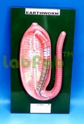 Earthworm Disection