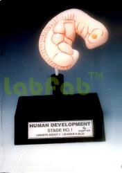 EMBRYONIC DEVELOPMENT (PERIOD OF GESTATION)