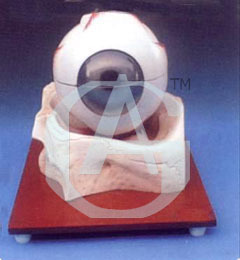 Eye Model On Bony Base
