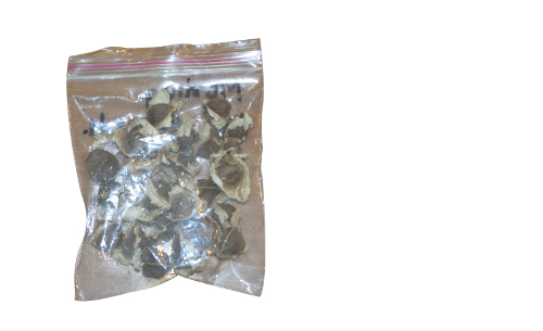 MORINGA SEEDS
