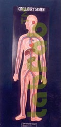 Human Circulatory System