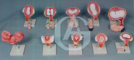BIOLOGICAL MODELS