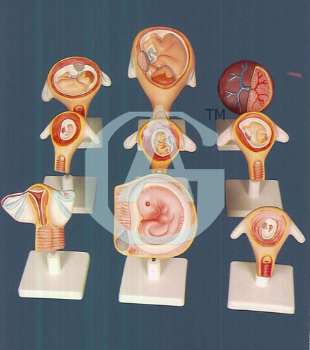 मानव विकास गैर-वियोज्य