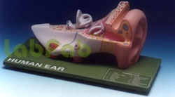 HUMAN EAR, 3 PARTS - Enlarged 4-5 Times, Removable Auditory Ossicles, Key Card | Detailed Outer, Middle, Inner Ear Model