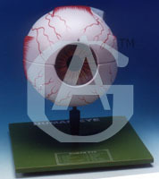 HUMAN EYE, 3 Times Enlarged - 7-Part Model, Removable Lens & Vitreous Humour, Mounted Stand, Key Card