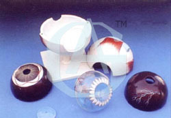 HUMAN EYE, 5 Times Enlarged - 3D Relief, 7 Separable Parts, Numbered Anatomical Features, Mounted Base, Key Card