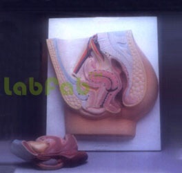 BIOLOGY INSTRUMENTS