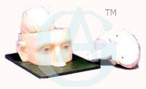 HUMAN HEAD AND BRAIN