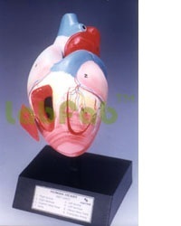 BIOLOGICAL MODELS