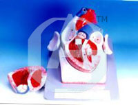 Human Heart Extra Large - PVC Plastic, Extra Large, Red | Detailed Anatomy, Educational Tool, Durable Material