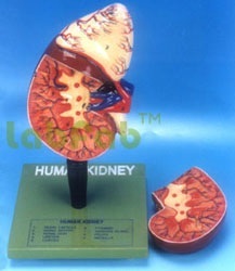 HUMAN KIDNEY