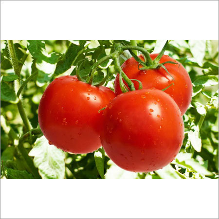 Fresh Tomato