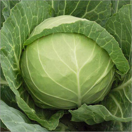 Fresh Cabbage