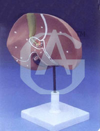 HUMAN LIVER WITH GALL BLADDER