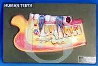 HUMAN LOWER JAW WITH TEETH - 3X Enlarged, On Stand, Key Card Included, Detailed Roots, Vessels and Nerves