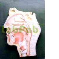 HUMAN NOSE, L.S. - 2X Enlarged, Board Mounted, Key Card Included | Windpipe and Esophagus Detail, Anatomical Model