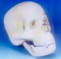 HUMAN SKULL