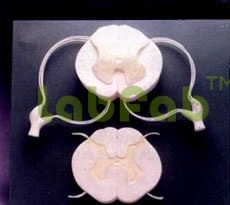 HUMAN SPINAL CORD - 10 Times Enlarged, White, Base Included | Detailed Nerve Branches, Key Card
