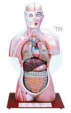 HUMAN TORSO WITH HEAD, HALF SIZE - 600 Mm Height, 6-Part Dissectable Youth Model, Removable Organs, Base with Key Card