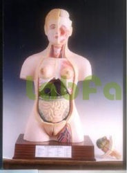 HUMAN TORSO WITH INTERCHANGEABLE SEX ORGANS