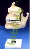 BIOLOGICAL MODELS