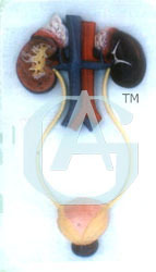 Kidney With Bladder - PVC, Natural Size, Beige | Detailed Anatomy, Educational Model, Mounted Base