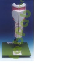 LARYNX, 3 PARTS