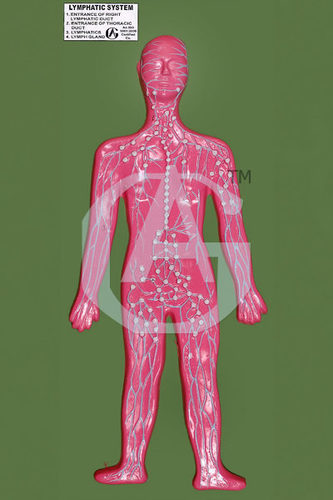 LYMPHATIC SYSTEM
