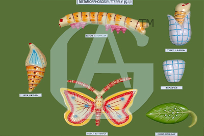 Metamorphosos Butterfly - Plastic, Medium | Six Life Cycle Stages, Durable Educational Visual Aid Model