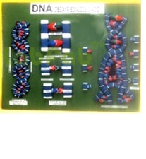 MODEL OF D.N.A.