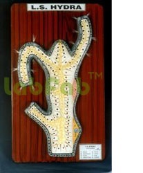 MODEL OF HYDRA
