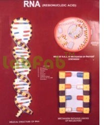 MODEL OF R.N.A.