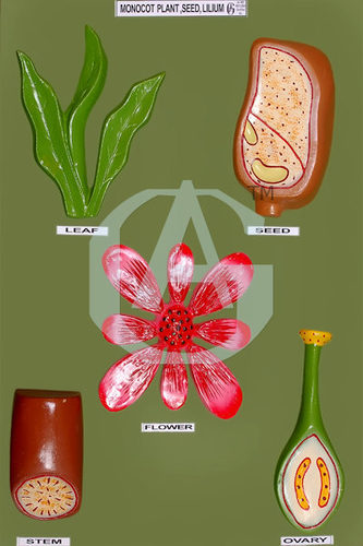 MONOCOT PLANT SEED LILIUM