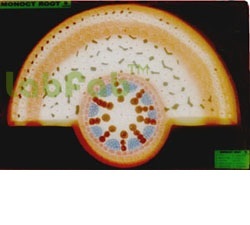 Monocot Root T.s. - 330x240x65 Mm, Mounted On Board, Complete Internal Details, Key Card Included