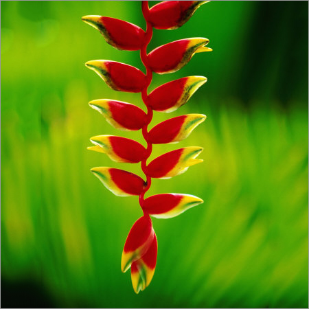 Heliconia Flower Heliconia Flower