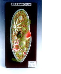 PARAMECIUM
