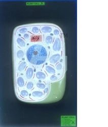 PLANT CELL