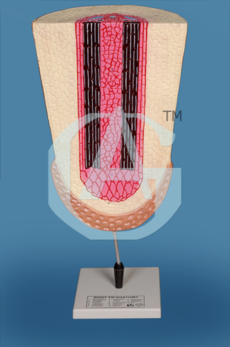 ROOT TIP ANATOMY - Durable Plastic, 12x6x4 Inches, Multi-Colored | Detailed Anatomy, Growth Region, Root Cap, Mounted Board, Key Card