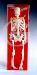 Skeleton Model Miniature