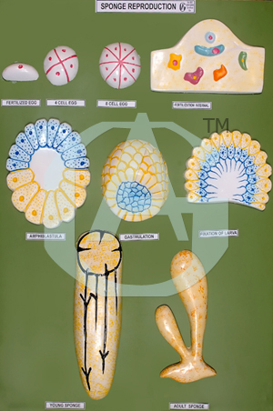 Sponge Reproduction