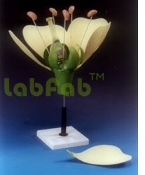 BIOLOGICAL MODELS