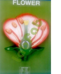 TYPICAL FLOWER L.S. - 330x250x65 mm, Mounted Board | Visual Aid, Key Card, Educational Anatomical Model