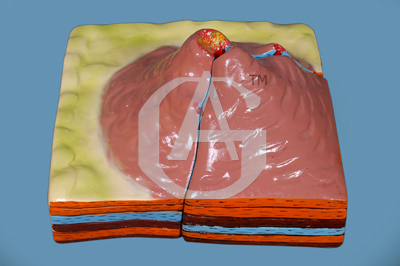 VOLCANO MODEL - Plastic 10x10x5 cm Red | Two-Part Cross-Section Educational Magma Flow Model