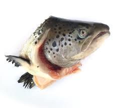 Salmon Heads