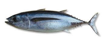Fresh Tuna Fish