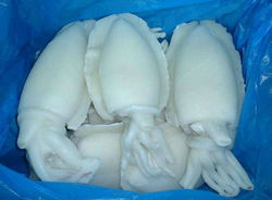 Frozen Cuttlefish For Sale