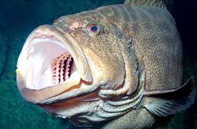 Grouper Fish