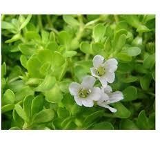 Bacopa Monnieri