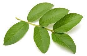 Green Guava Leaves