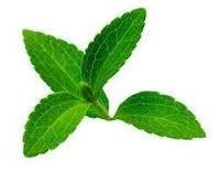Green Stevia Leaves